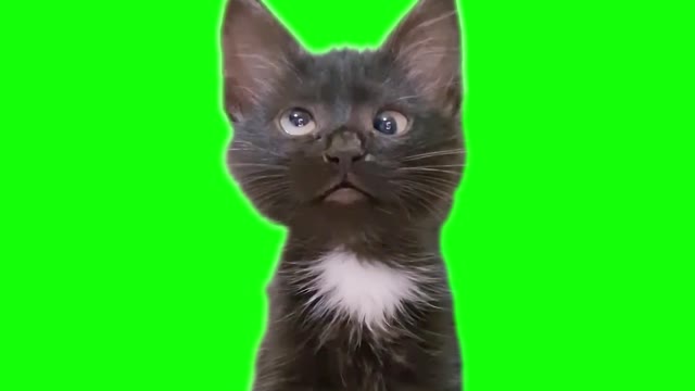 Confused cross eyed kitten green screen
