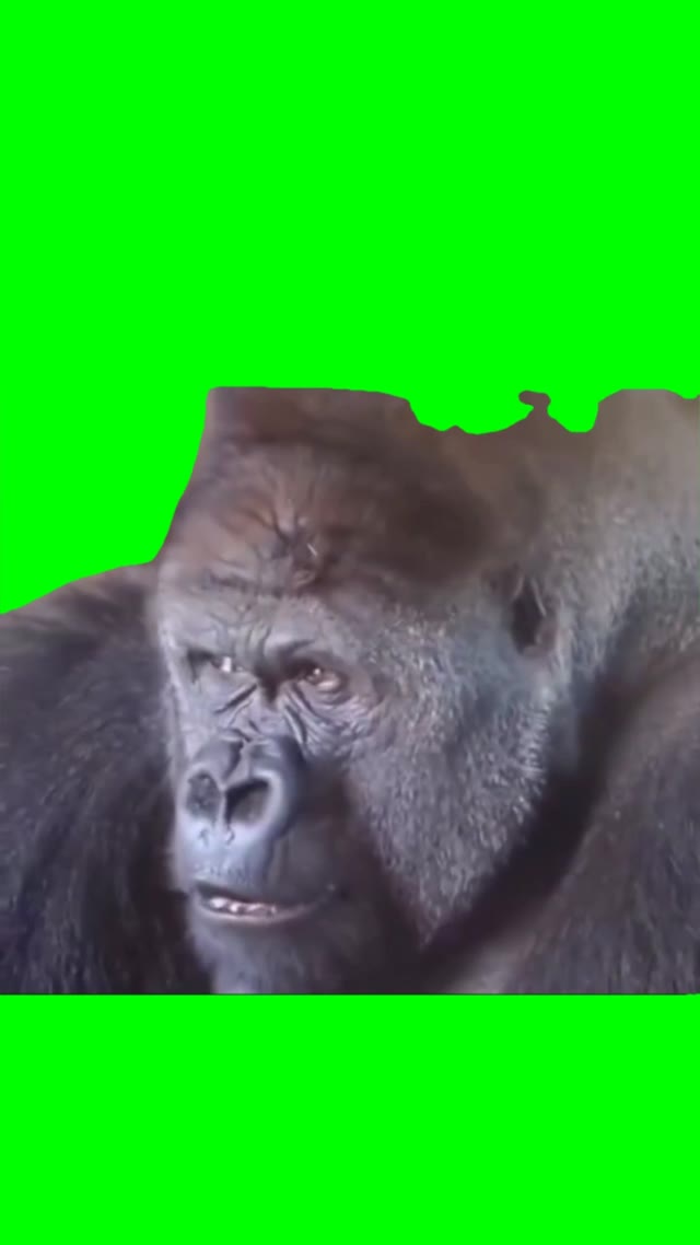 Confused gorilla  green screen