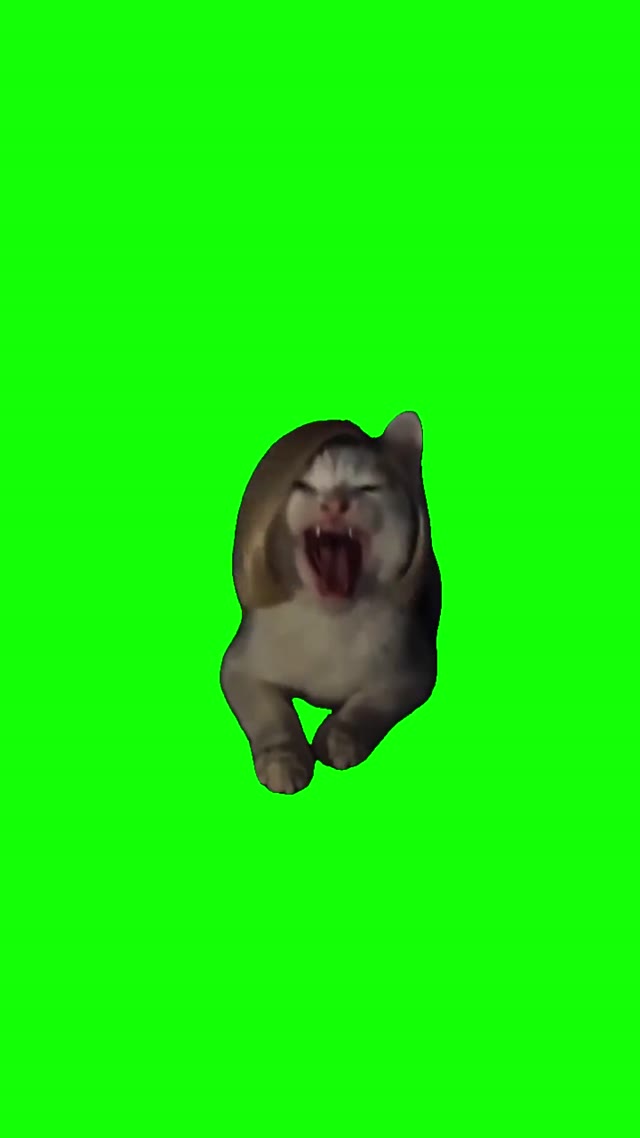 Crazy Laughing Cat green screen