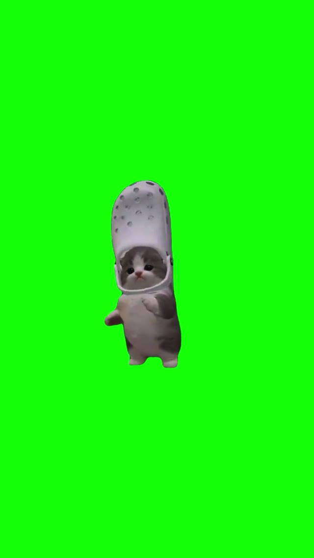 Croc Hat Cat Laitada Dance green screen