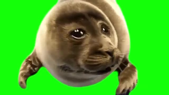 Crying Seal green screen