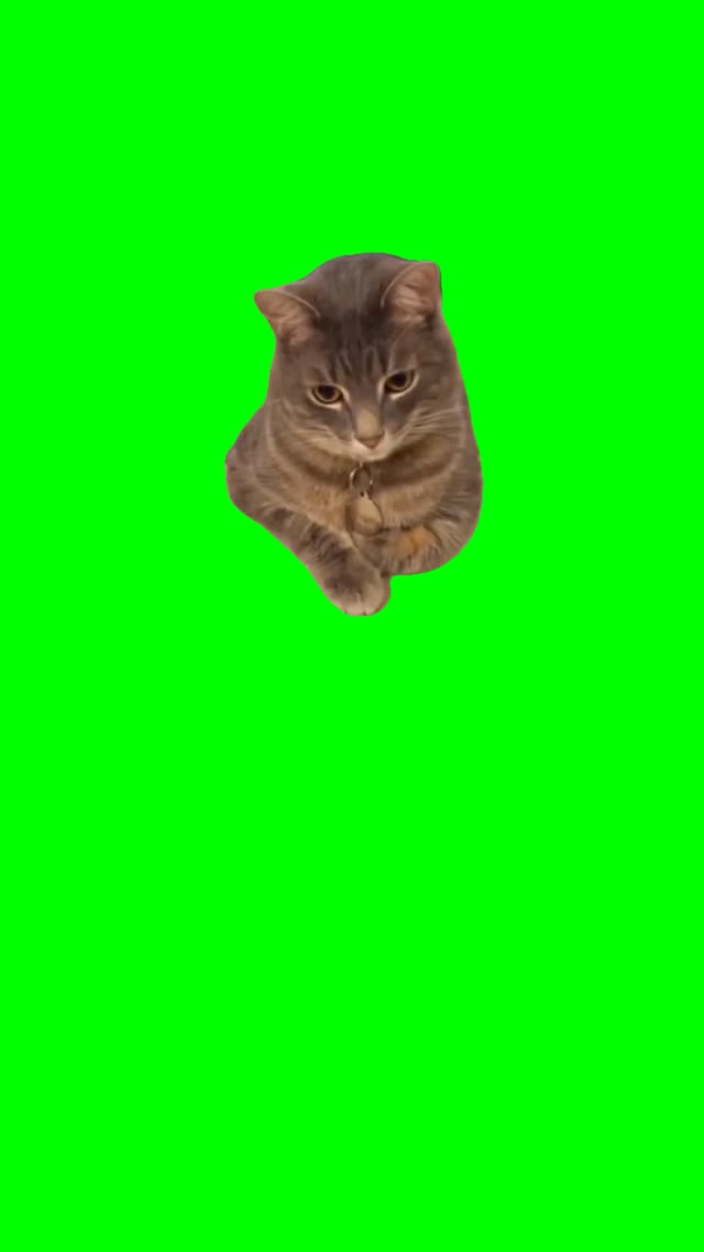 Curious cat green screen