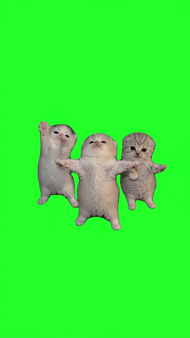 Cute Three Kittens Dancing green screen