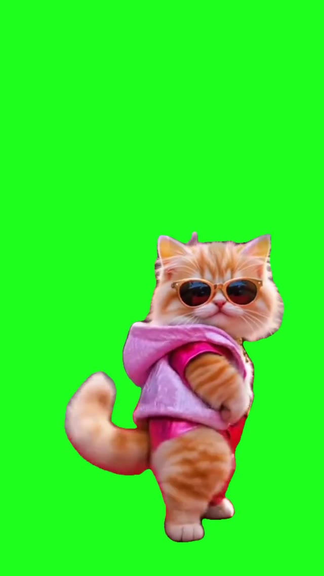 Cute kitten Dance green screen