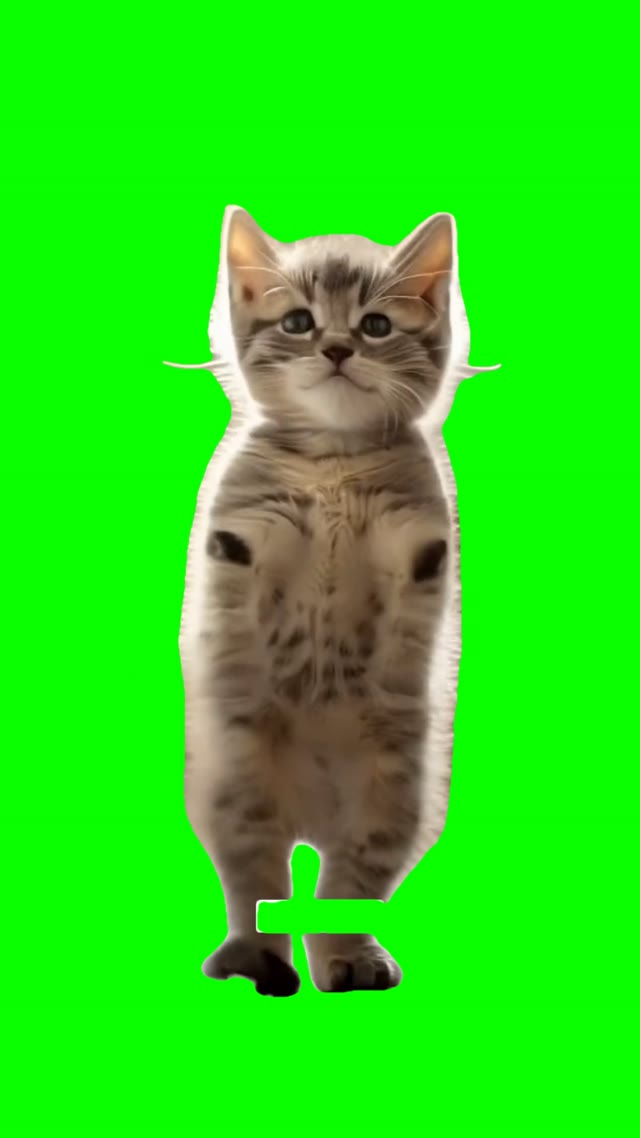 Dancing kitten green screen