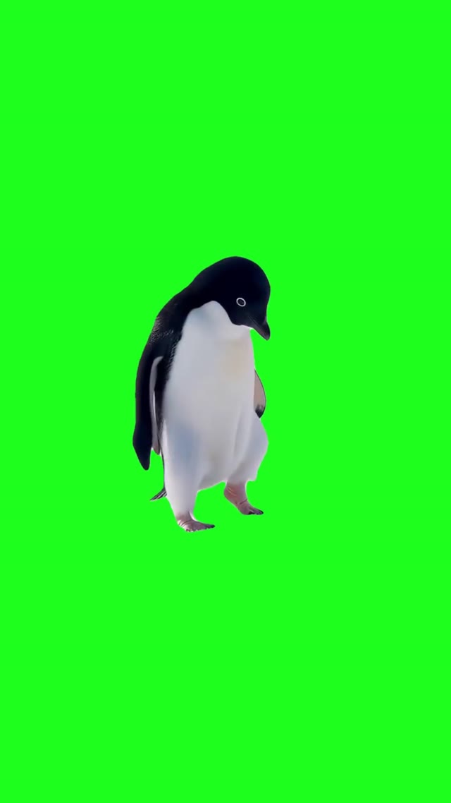 Dancing pinguine green screen