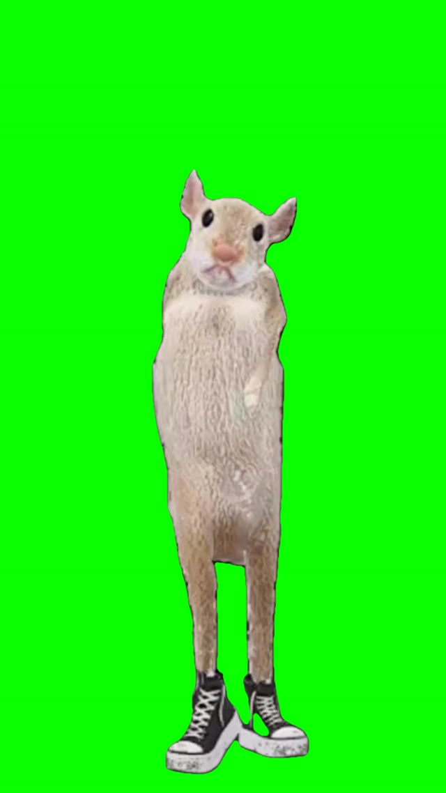 Dancing rat green screen