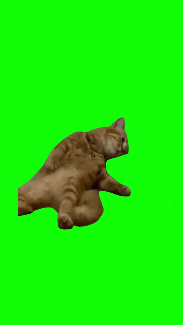 Depressed cat  green screen