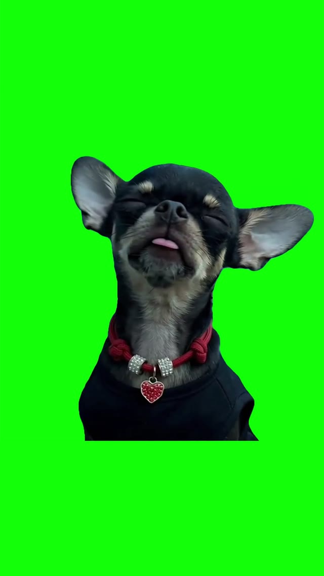Dog Dancing to Turn the Lights Off green screen
