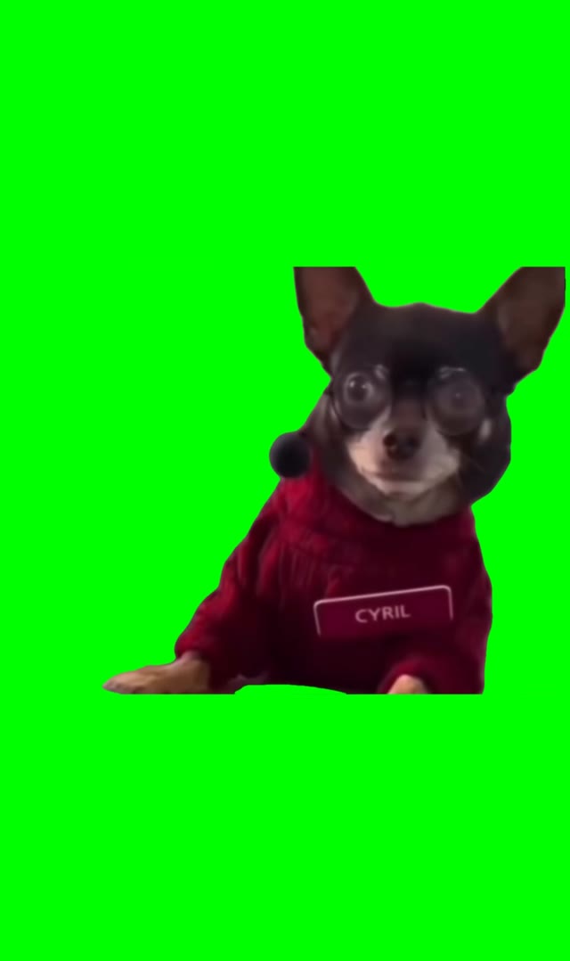 Dog Looking green screen