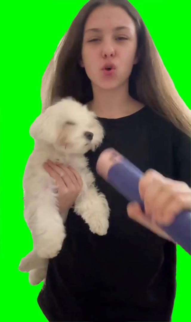 Dog and the fan green screen