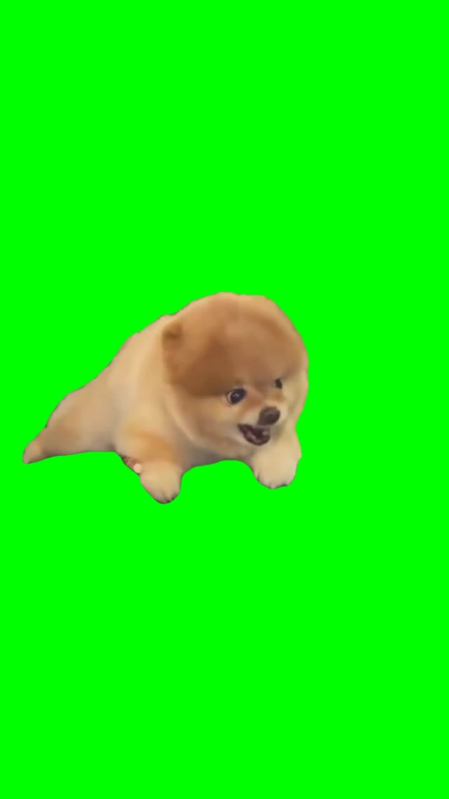 Dog barking green screen