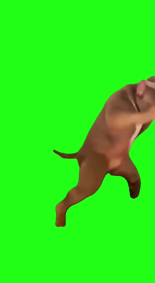 Dog Boxing green screen