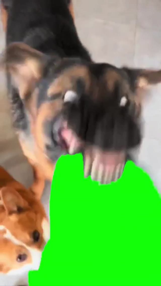 Dog chewing on  green screen