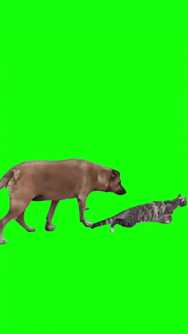 Dog creeping up on cat green screen