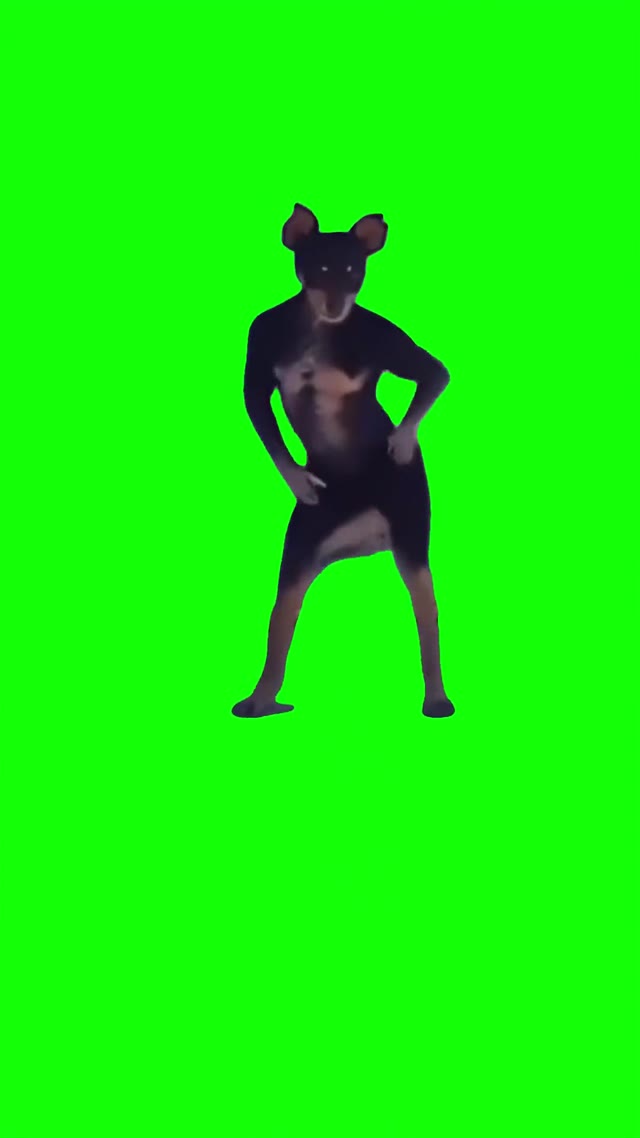 Dog dancing green screen