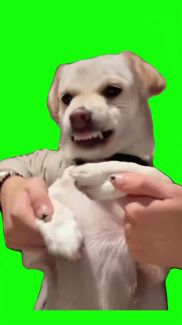 Dog dancing to gentlemen green screen