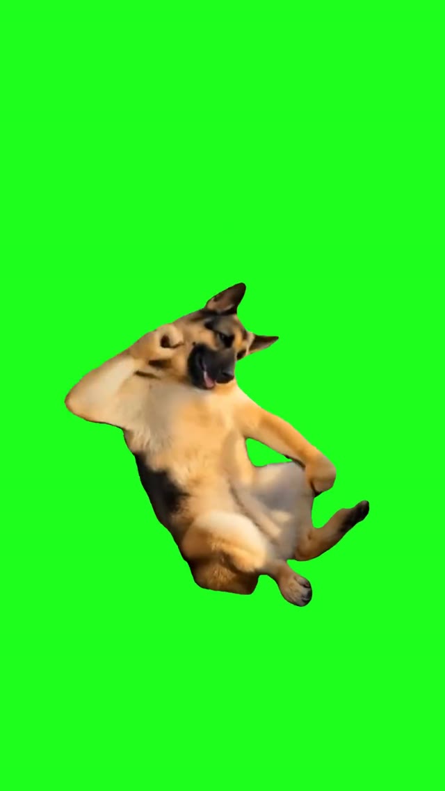 Dog Dancing To Im Blue green screen