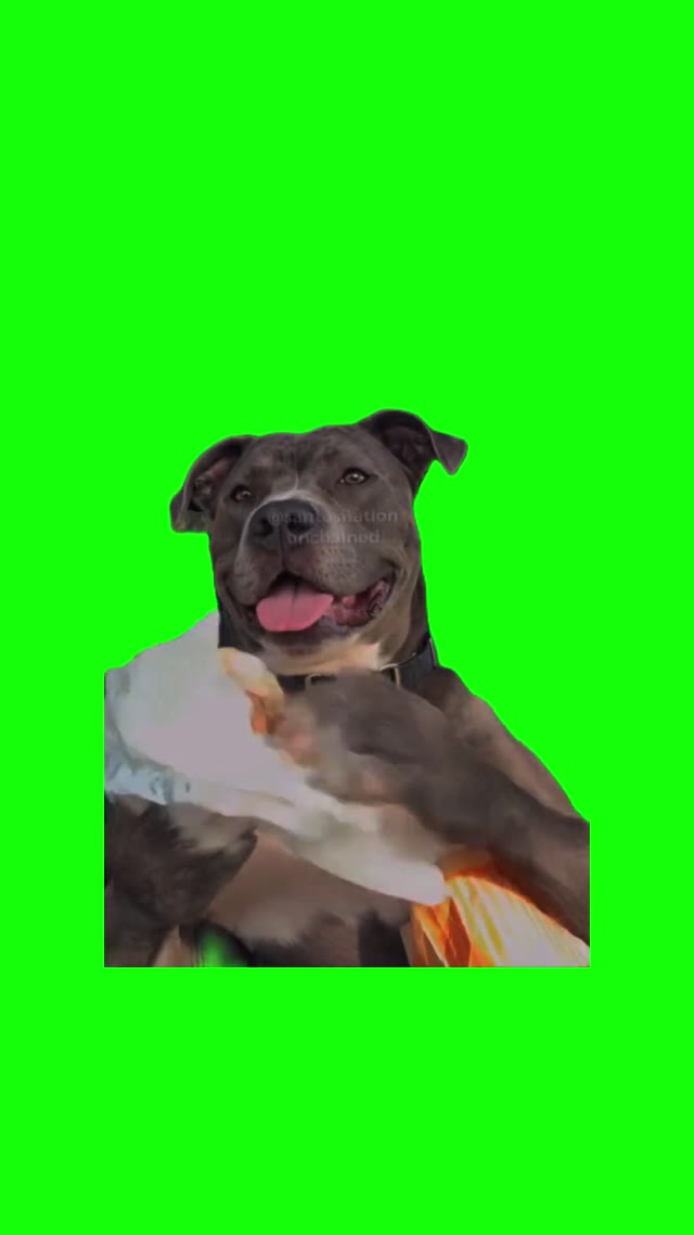 Dog Eating Food green screen