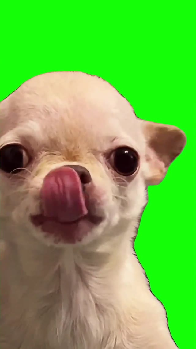 Dog evil smile green screen