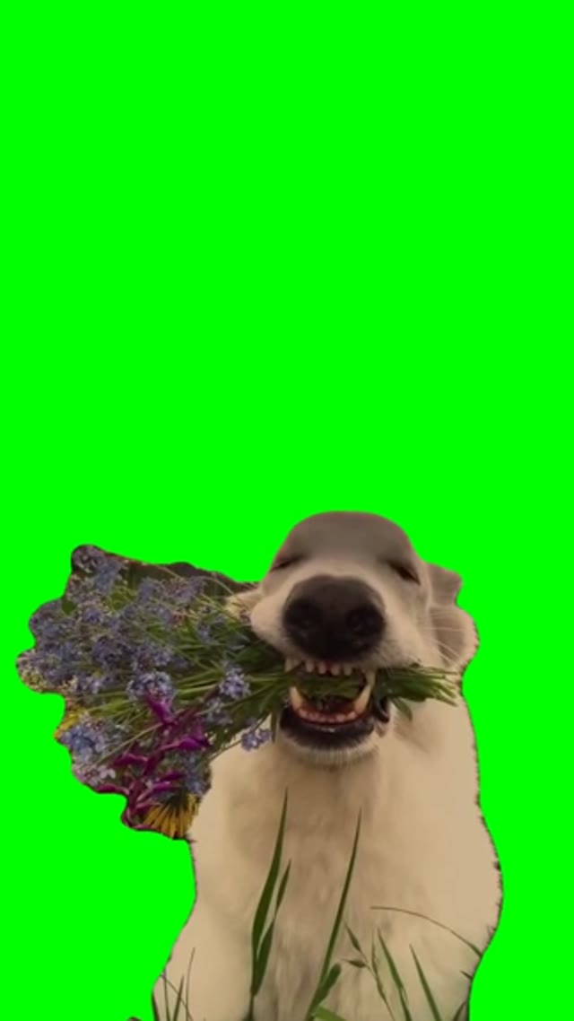 Dog holding flowers  green screen