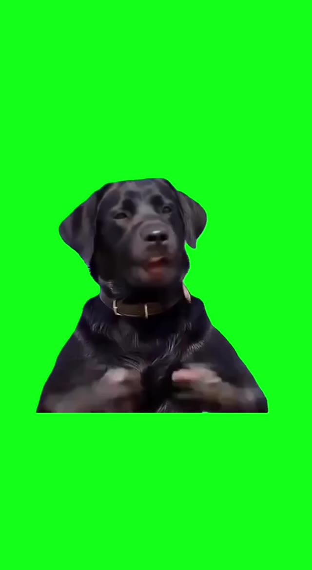Dog How Are You Gonna Tell Me About Something Youve Never Seen green screen