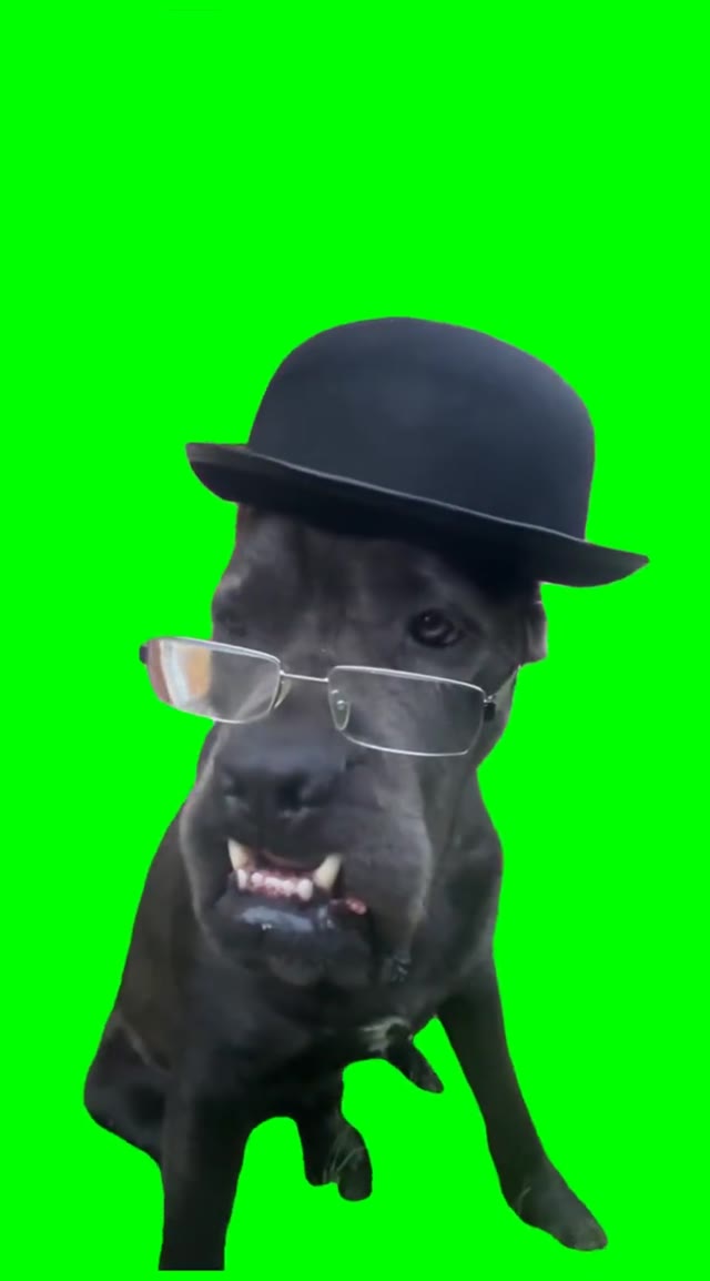 Dog in a hat wearing glasses green screen