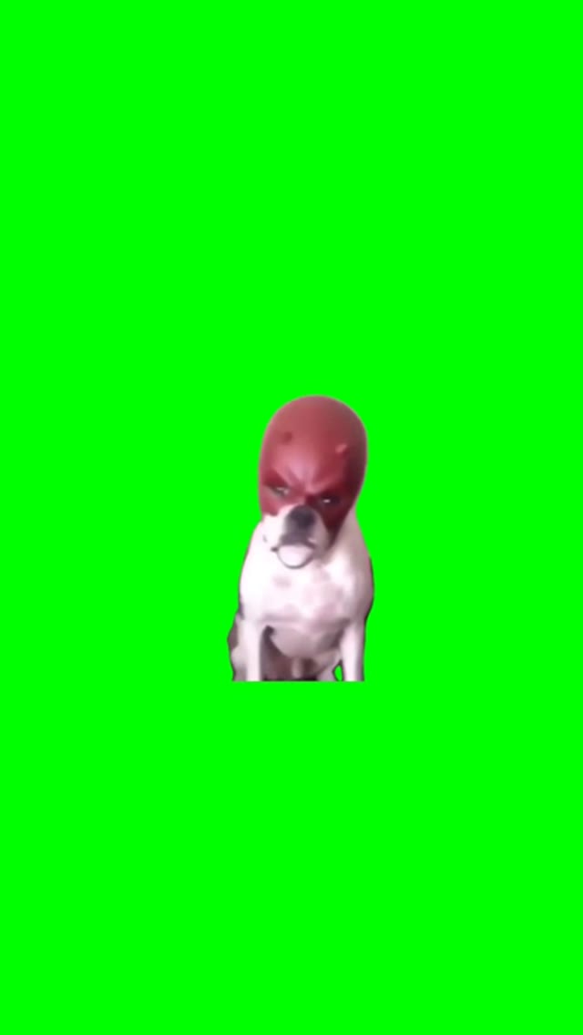 Dog in a red mask green screen