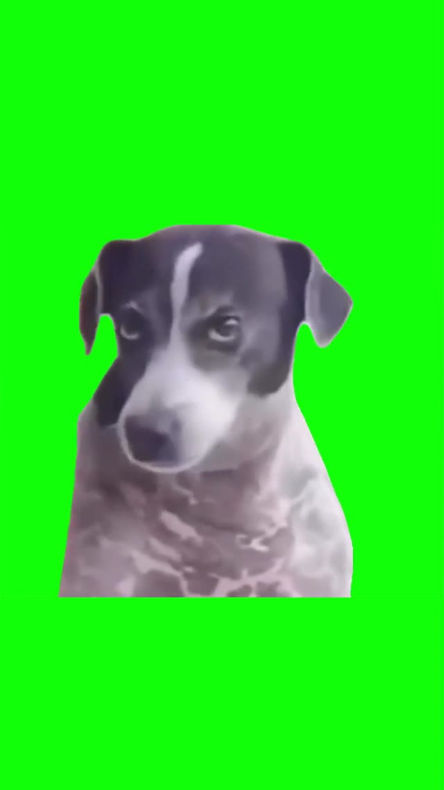 Dog judging down green screen