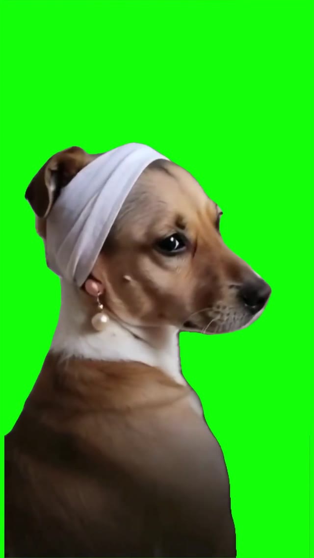 Dog looking back green screen
