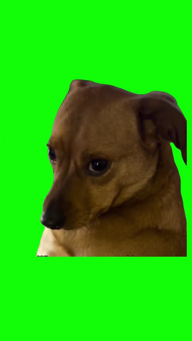 Dog looking up guilty green screen