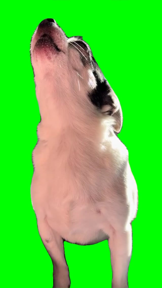 Dog moaning green screen