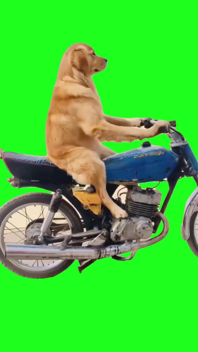 Dog On A Bike Revving green screen