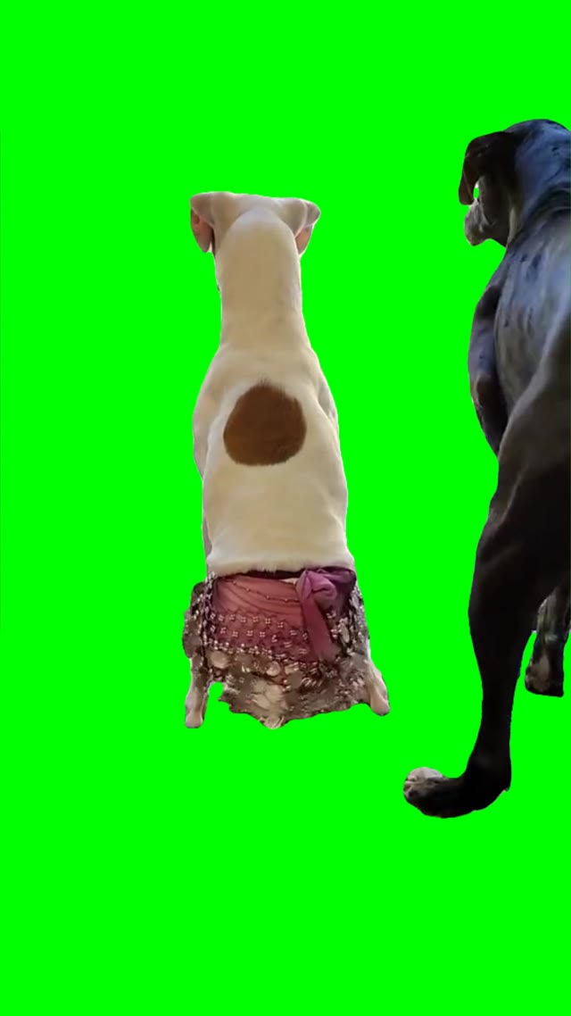 Dog shaking booty green screen