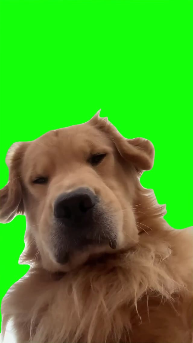 Dog sighs  green screen
