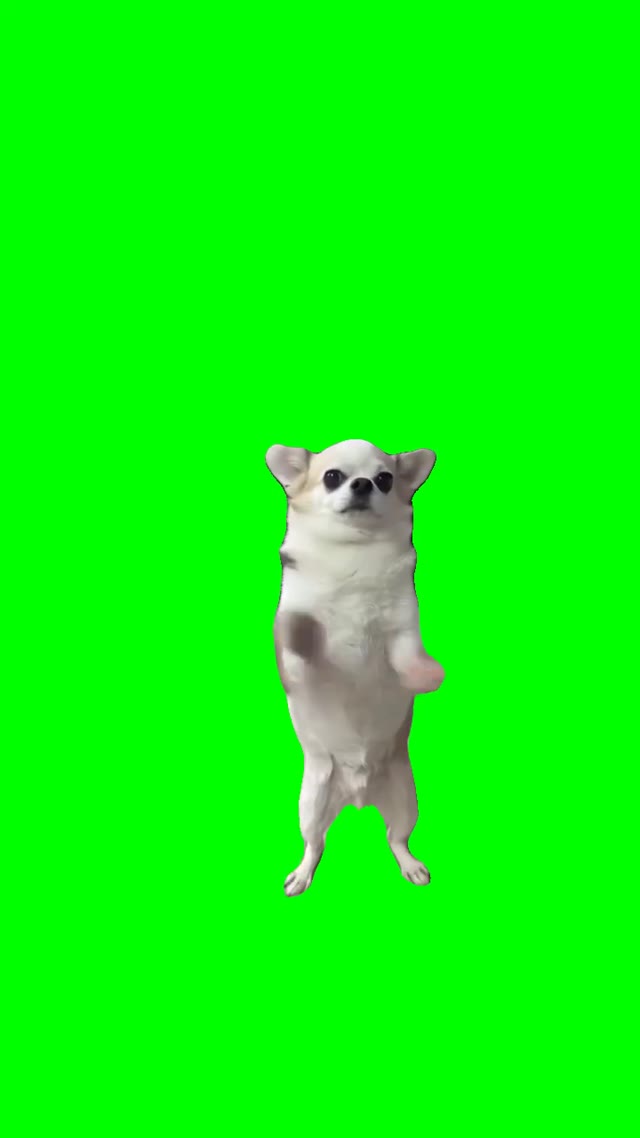 Dog Slow Clap green screen