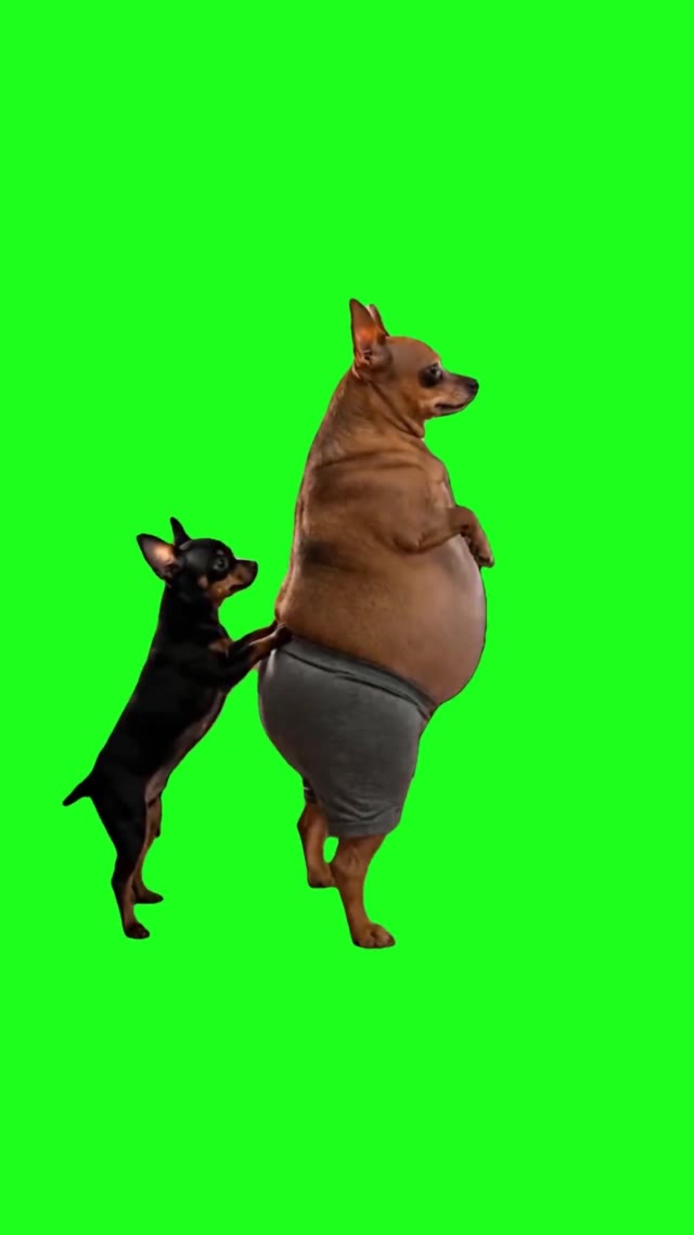 Dog Too Fat green screen