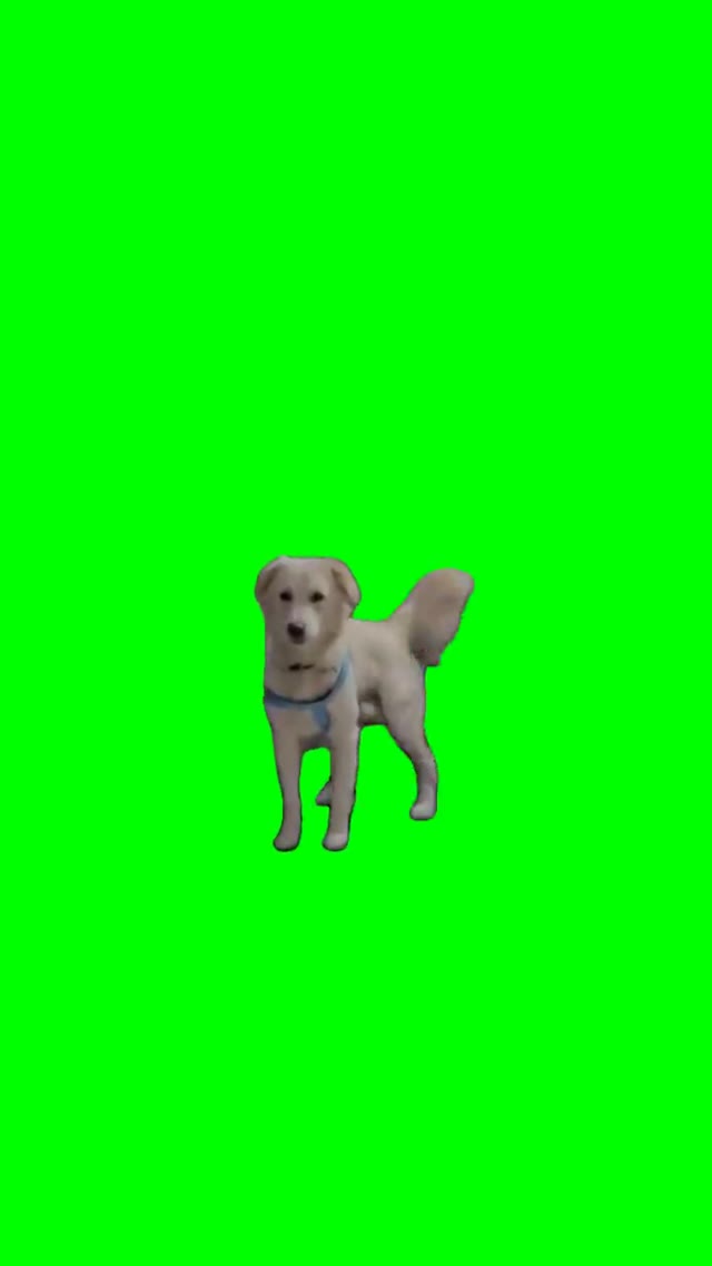 Dog walking on back feet green screen