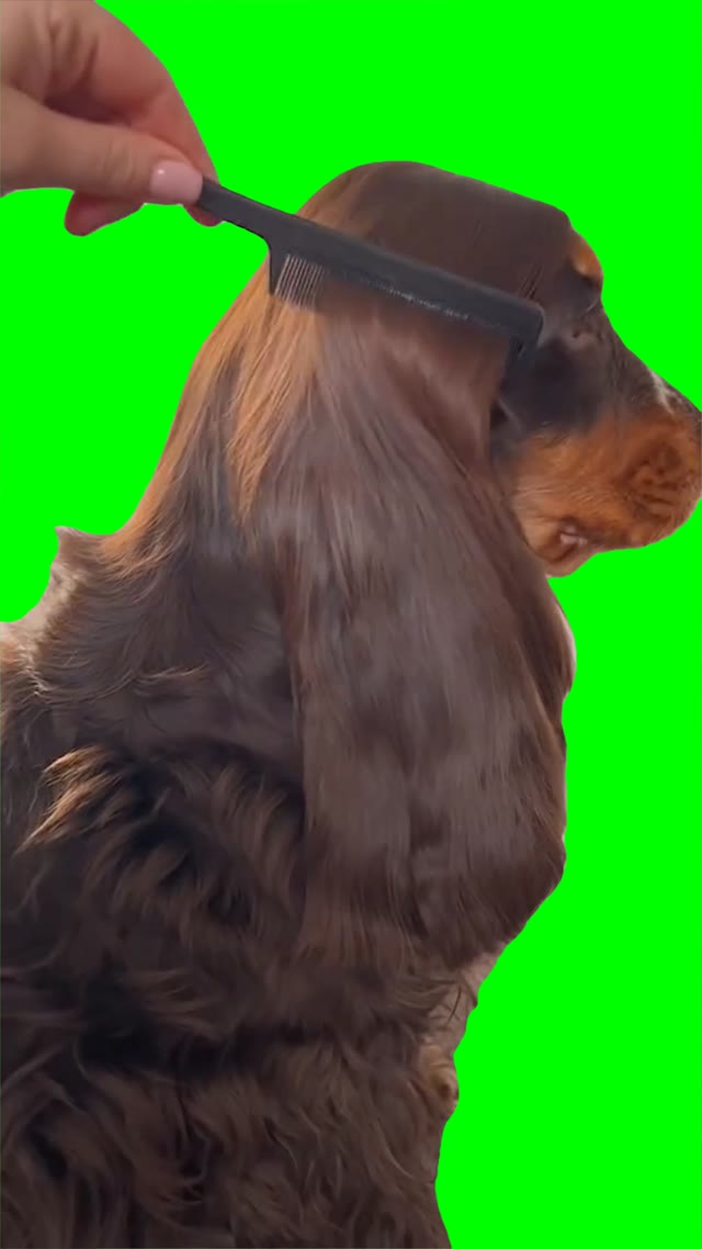 Dog wink green screen