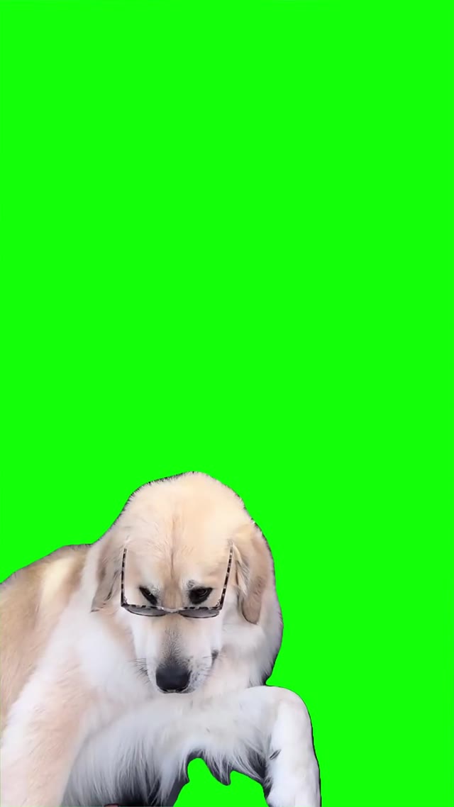 Dog with glasses looking  green screen
