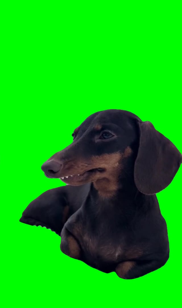 Dog with long face green screen