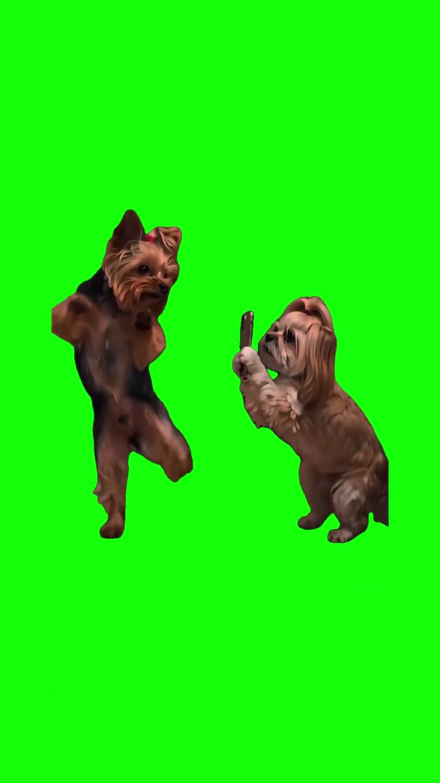 Dogs Making A TikTok Video green screen