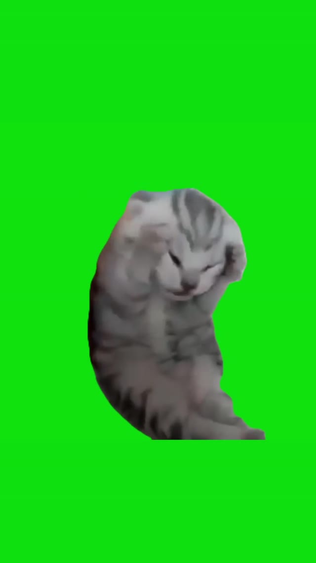 Dramatic Screaming Kitten green screen