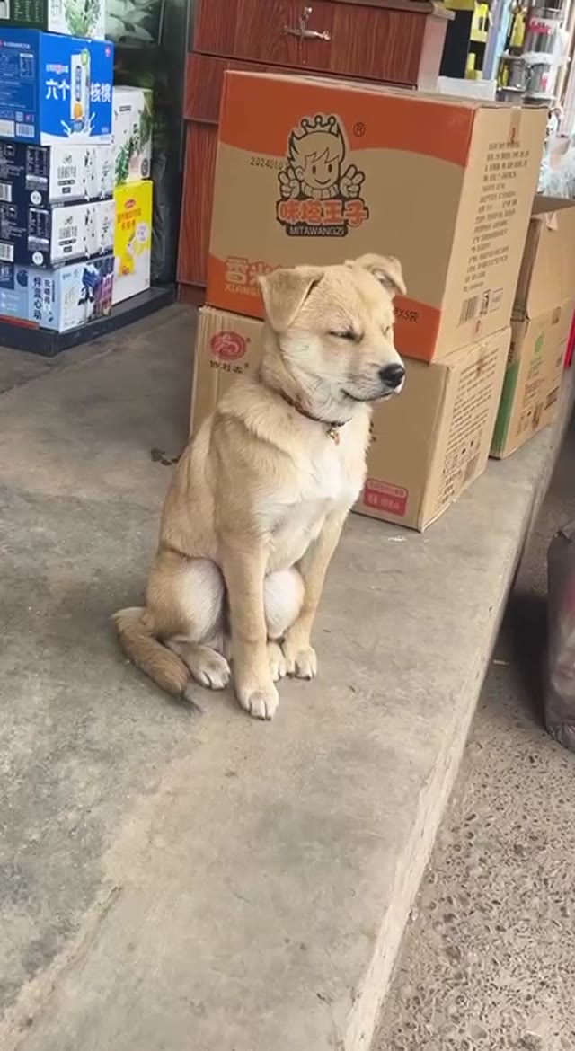 Falling asleep Dog falls over green screen