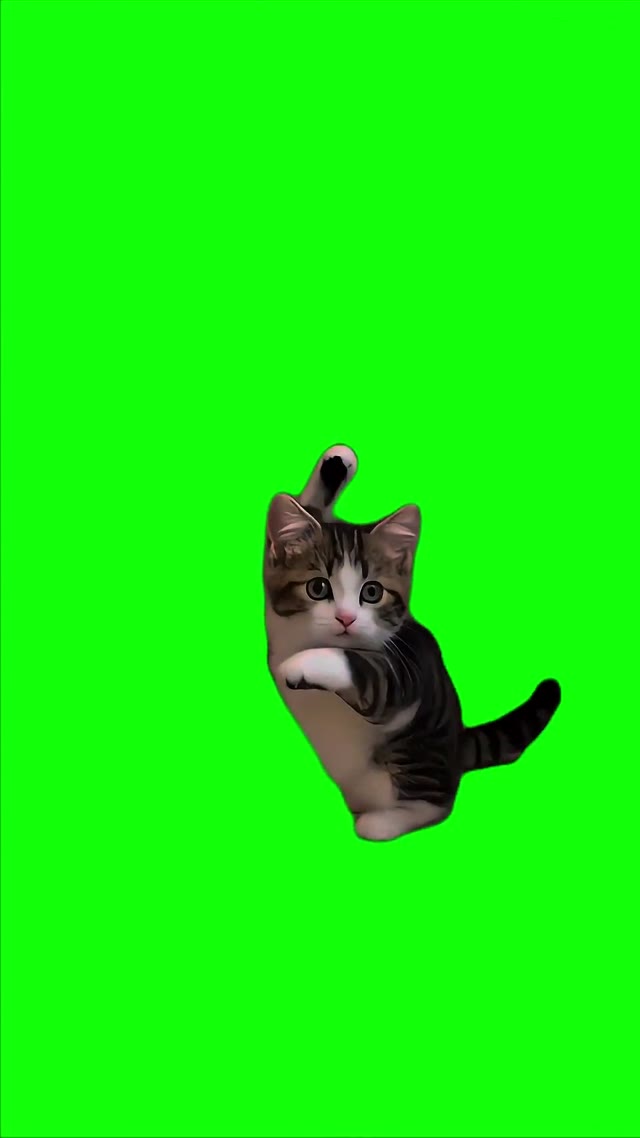 Fluffy Kitten Goes Crazy With The Flex green screen