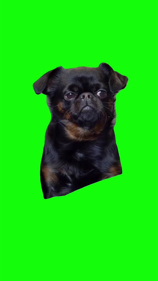 Focused Dog green screen