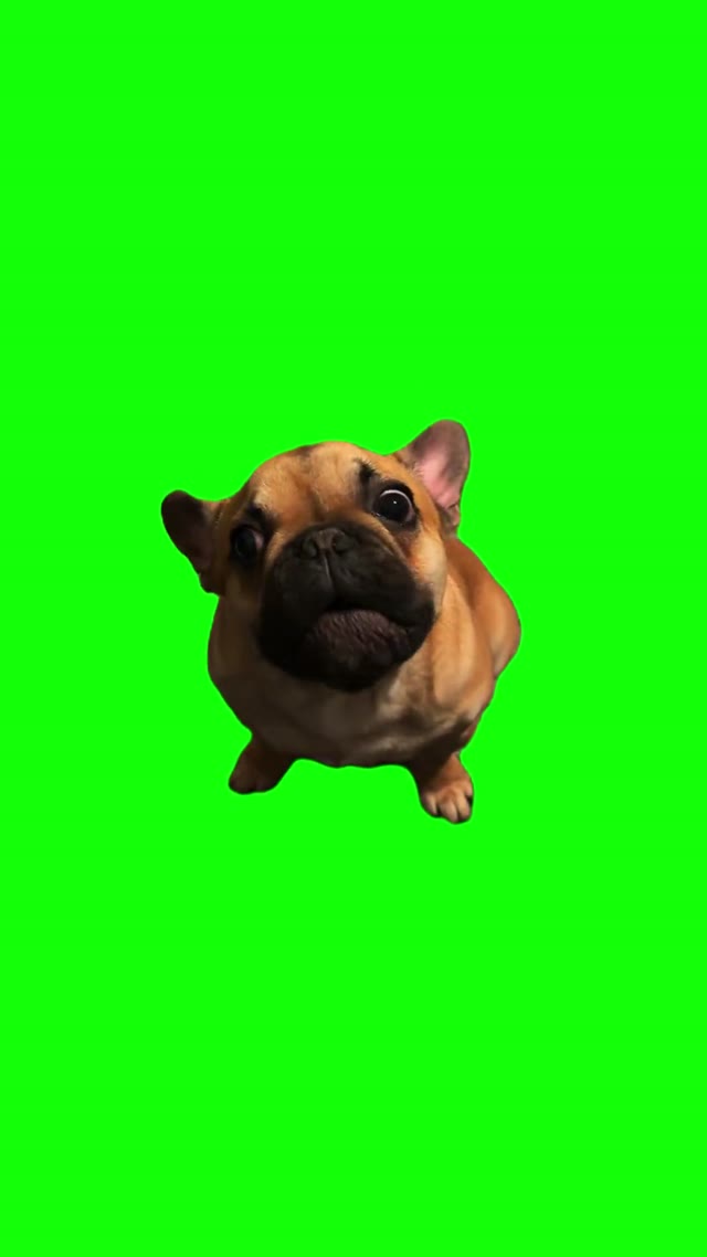 French Bulldog Talking green screen