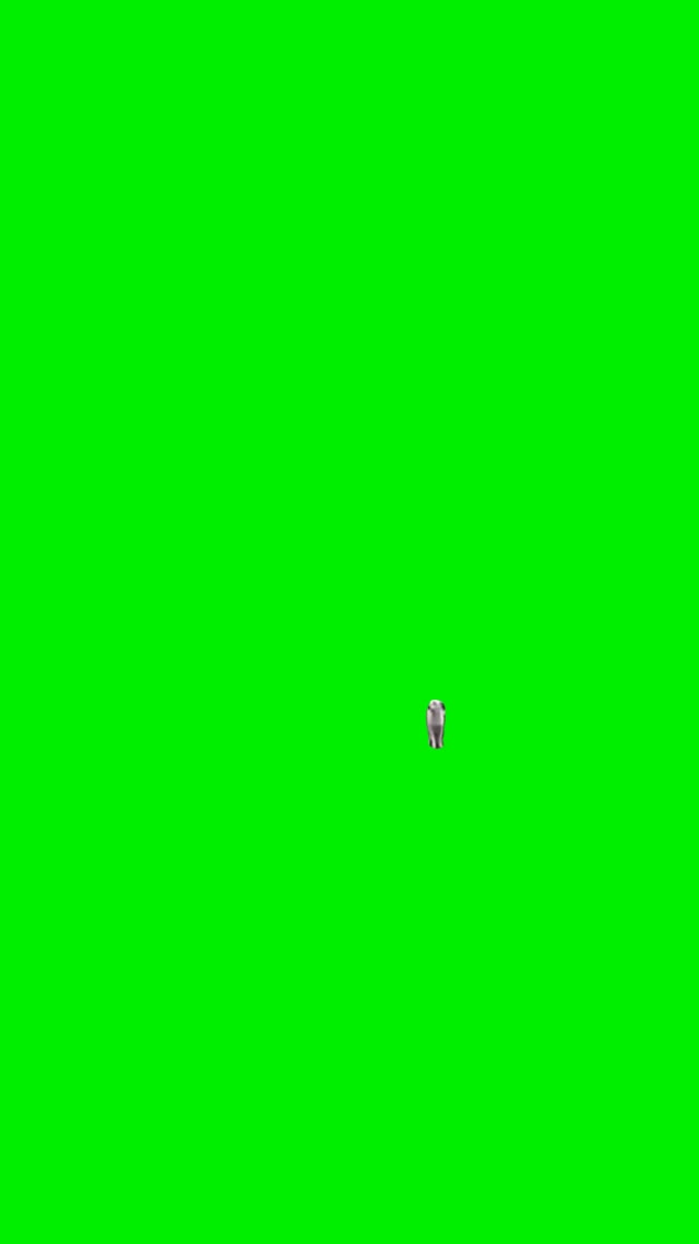 Funny dog walking green screen