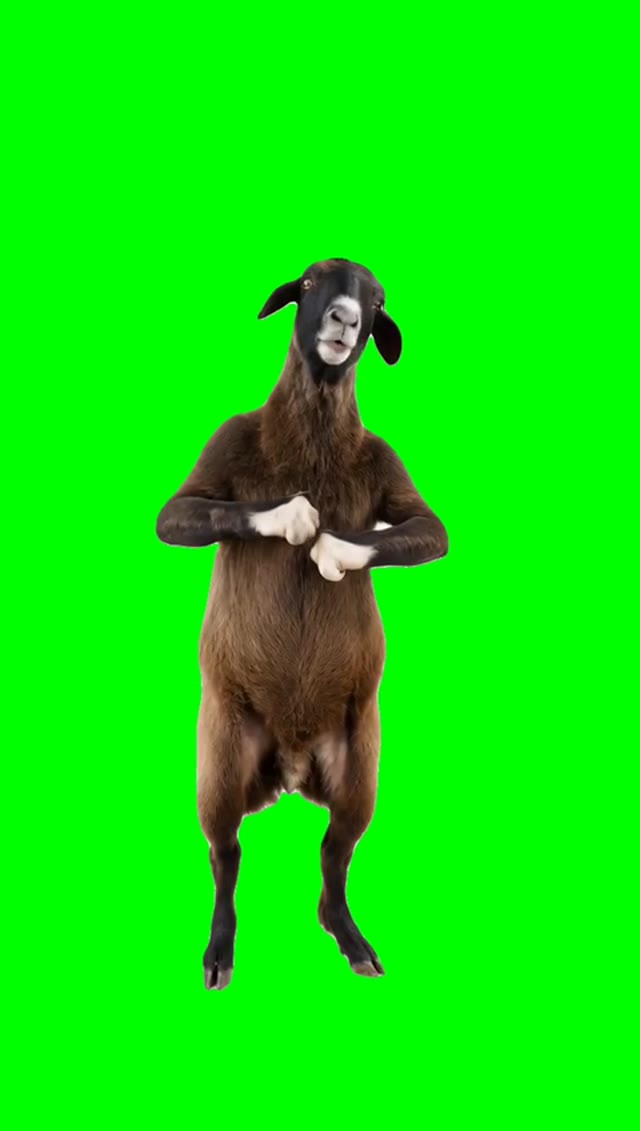 Goat If You Grab Me Imma Bite You green screen