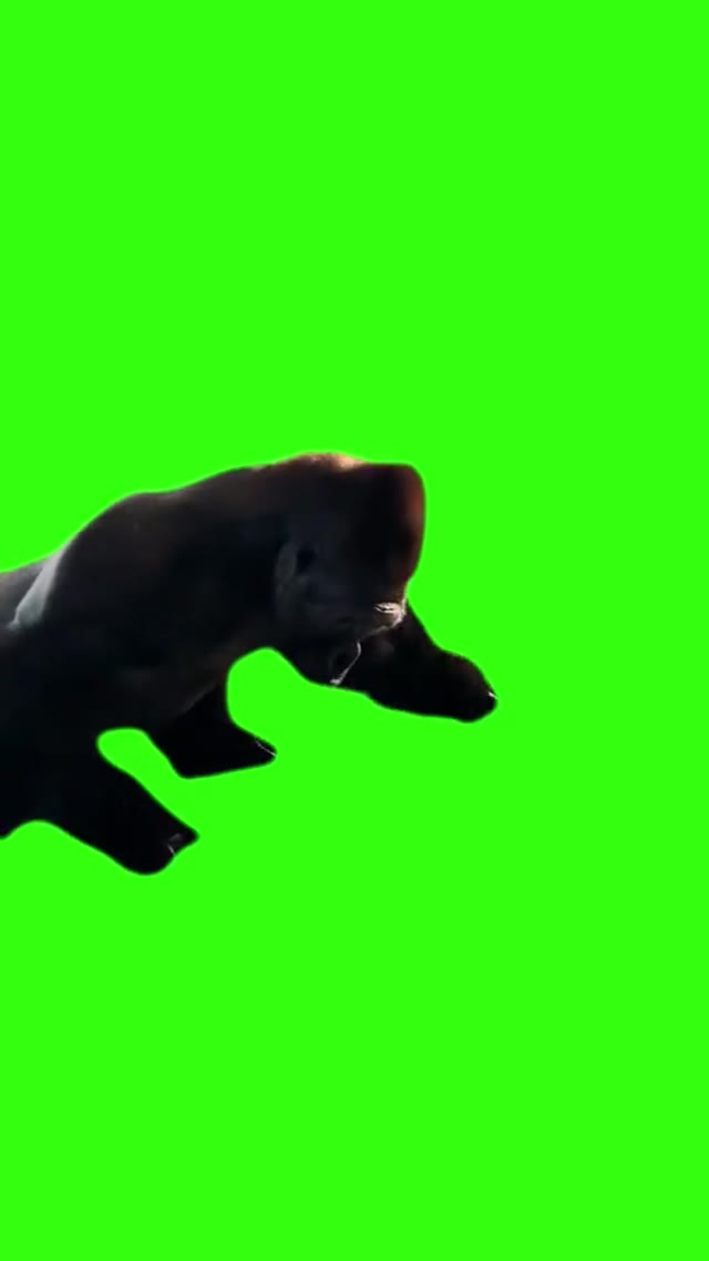 Gorilla Spinning green screen